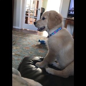 Meet your Posher, Liam